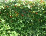 Load image into Gallery viewer, Runner Bean - Scarlet Emperor