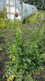Load image into Gallery viewer, Silybum - St. Mary's Milk Thistle