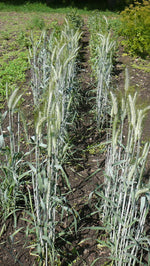 Load image into Gallery viewer, Wheat Cross (Triticale) - Alta
