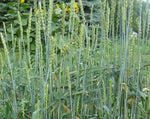 Load image into Gallery viewer, Wheat (Bread) - Early Red Fife