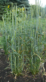 Load image into Gallery viewer, Wheat (Bread) - Early Red Fife