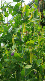 Load image into Gallery viewer, Snow Pea (Tall) - Golden Sweet