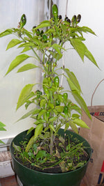 Load image into Gallery viewer, Pepper (Hot) - Grandpa's Window Sill
