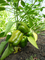 Load image into Gallery viewer, Pepper (Sweet) - Sunrise Orange