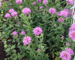 Load image into Gallery viewer, Monarda - Bee Balm