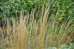 Load image into Gallery viewer, Stipa - Porcupine Grass