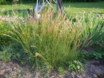 Load image into Gallery viewer, Stipa - Porcupine Grass