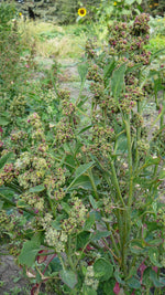 Load image into Gallery viewer, Quinoa - Kcoito