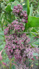 Load image into Gallery viewer, Quinoa - Kcoito