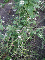 Load image into Gallery viewer, Radish - Rat's Tail