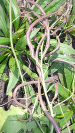 Load image into Gallery viewer, Radish - Rat's Tail