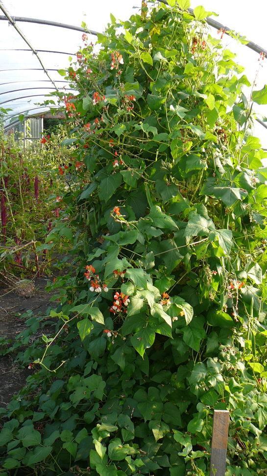 Runner Bean Painted Lady Prairie Garden Seeds
