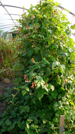 Load image into Gallery viewer, Runner Bean - Painted Lady