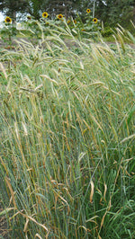 Load image into Gallery viewer, Rye - White