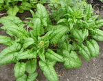 Load image into Gallery viewer, Spinach - Bloomsdale
