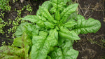 Load image into Gallery viewer, Spinach - Bloomsdale