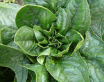 Load image into Gallery viewer, Spinach - Lorelei