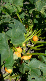 Load image into Gallery viewer, Squash (Winter) - Gold Nugget