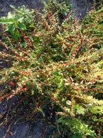 Load image into Gallery viewer, Greens - Strawberry Spinach