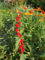Load image into Gallery viewer, Greens - Strawberry Spinach