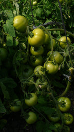 Load image into Gallery viewer, Summerjet