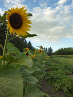 Load image into Gallery viewer, Sunflower - Russian
