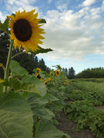 Load image into Gallery viewer, Sunflower - Russian