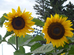 Load image into Gallery viewer, Sunflower - Russian