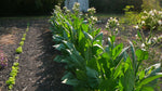 Load image into Gallery viewer, Nicotiana (Tobacco) - Havana