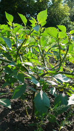 Load image into Gallery viewer, Tomatillo - Purple