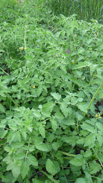 Load image into Gallery viewer, Cheesemanii