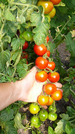 Load image into Gallery viewer, Gardener’s Delight