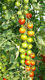 Load image into Gallery viewer, Gardener’s Delight