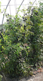 Load image into Gallery viewer, Indigo Rose