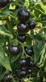 Load image into Gallery viewer, Indigo Rose