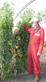 Load image into Gallery viewer, Kanatto