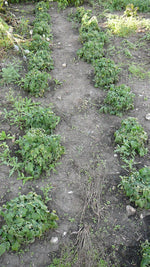 Load image into Gallery viewer, Little Yellow Pot Tomato