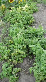 Load image into Gallery viewer, Russian Saskatchewan