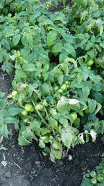 Load image into Gallery viewer, Russian Saskatchewan