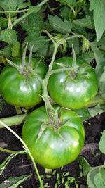 Load image into Gallery viewer, Savignac/Dufresne