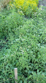 Load image into Gallery viewer, Scotia