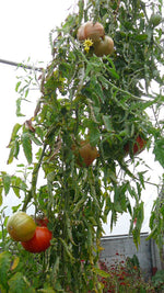 Load image into Gallery viewer, Sicilian Saucer