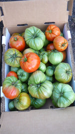 Load image into Gallery viewer, Sicilian Saucer