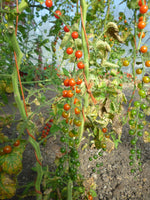 Load image into Gallery viewer, Spoon