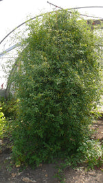 Load image into Gallery viewer, Spoon