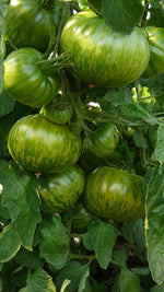 Load image into Gallery viewer, Striped Chocolate