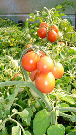 Load image into Gallery viewer, Whippersnapper