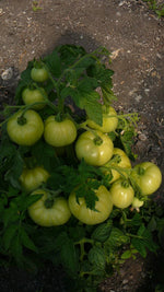 Load image into Gallery viewer, Winter Gold