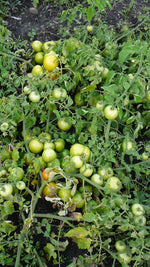 Load image into Gallery viewer, Yorkbec