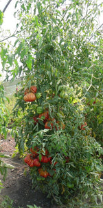 Load image into Gallery viewer, Zapotec Pink Ribbed